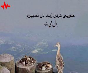 آهنگ دوست دارم از نیواد همراه با متن ترانه